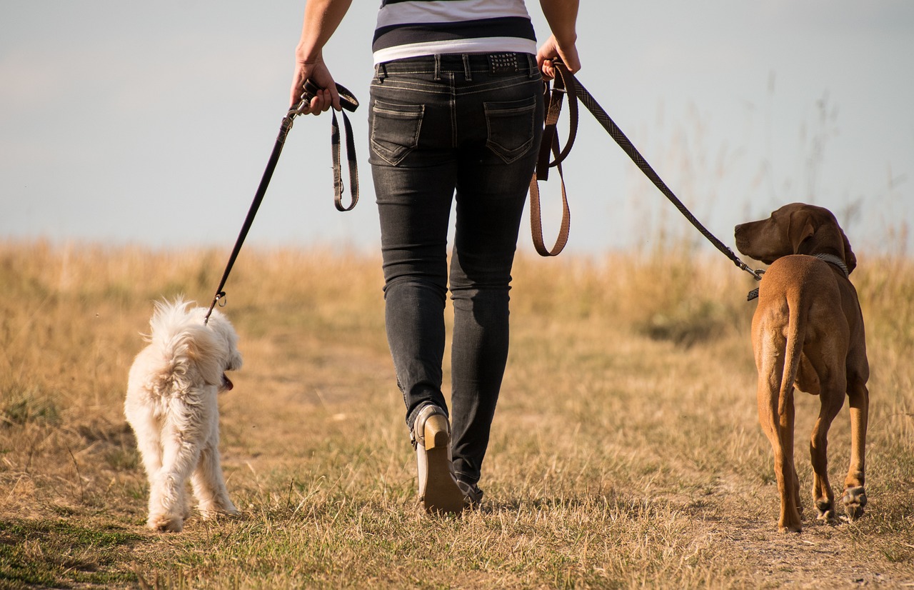 Dog walker walking two dogs in a grassy meadow