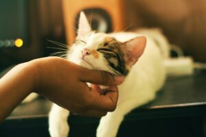 hiring a professional pet sitter